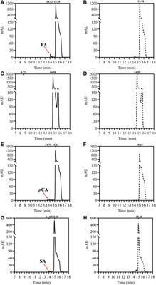 Engineering the Active Site Pocket to Enhance the Catalytic Efficiency of a Novel Feruloyl Esterase Derived From Human Intestinal Bacteria Dorea formicigenerans